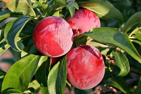 Modern Plants Live Aloo Bukhara (Plum) Fruit Plant For Home/Kitchen Garden Plant With Pot