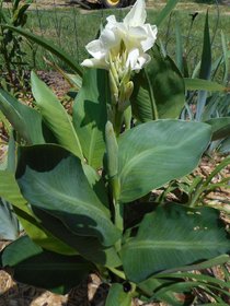 Modern Plants Live Canna Glauca Pretty White Flower Plant With Pot