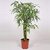 Modern Plants Live Buddha Belly Bamboo - Air Purifier Plant With Pot - Healthy Plant