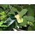 Modern Plants Live Badhal/Artocarpus Lacucha/Monkey Jack Fruit Plant With Pot