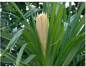 Modern Plants Live Kevda/Kewda/Pandanus Pygmaeus Plant With Pot - Perfume Plant