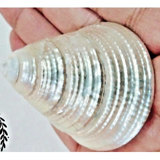                       100 Genuine Moti Sankh or Pearl Conch for Mahalakshmi Puja Very Rare Moti Shankh Natural Sea Shell PEARL CONCH MONEY                                              