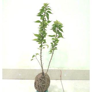                       Modern Plants Live Kokedama/Moss Ball Bougainvillea Lovely Flower Plant                                              