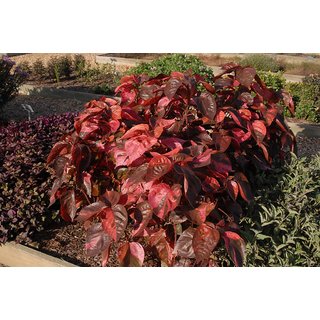                       Modern Plant Live Red Acalypha Foliage Plant With Pot - Decorative Plant                                              