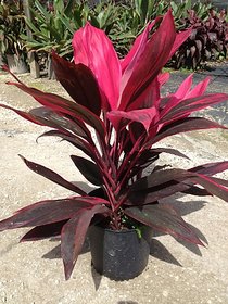 Modern Plants Live Dracaena Red Ruby Beautiful Ornamental Plant With Pot - Healthy Plant