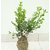 Modern Plants Live Kokedama/Moss Ball Buxus Ficus Evergreen Indoor Outdoor Decorative Plant