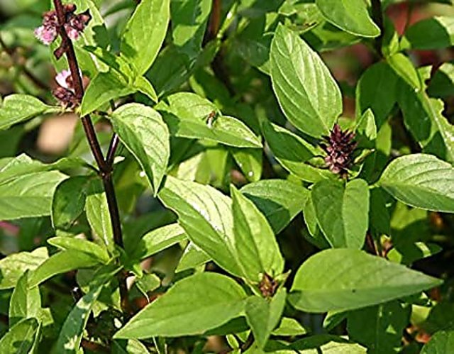 Buy Plantogallery Live Marua Sweet Marjoram Marwa Marjoram Purple