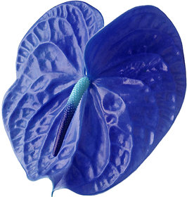 Futaba Anthurium Andraeanu Seeds - Blue - 100 Pcs