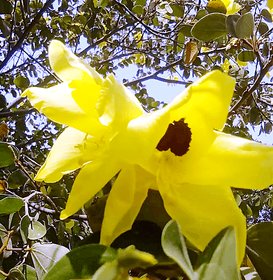 Plant House  - Yellow Kachnar Flower - 50 Best Quality Seeds