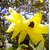 Plant House  - Yellow Kachnar Flower - 50 Best Quality Seeds