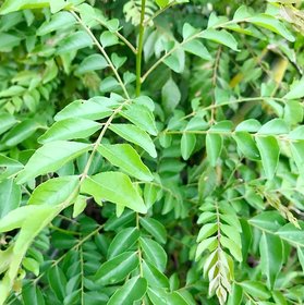 Plant House - Kadi Patta / Curry Leaves - 25 Best Quality Seeds