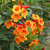 Modern Plants Live Tecoma / Ticoma / Tikoma Attractive Orange Flower Plant With Pot