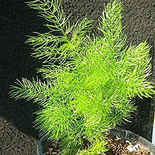                       Modern Plants Live Shatavari - Satavari - Satavar or Asparagus racemosus Medicinal Plant With Pot                                              