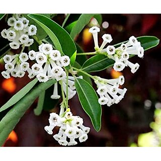                       Modern Plants Live Din ka Raja - Cestrum diurnum Charming Flower Plant With Pot                                              