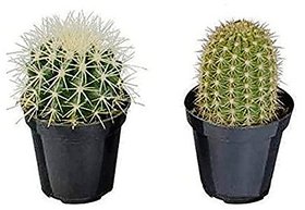 Modern Plants Live 2 Mix Cactus Plant Combo With Pot - Decorative Plant