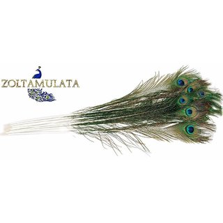Zoltamulata Big Size Beautiful Natural Peacock Feathers 10piece with Height 36inch