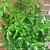 Modern Plants Live Schefflera Green Air Purifier Plant With Pot - Indoor Outdoor Plant