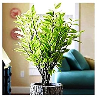 Modern Plants Live Variegated Naagdon - Nagdon Decorative Plant With Pot Modern Plants Live Variegated Naagdon - Nagdon Decorative Plant With Pot