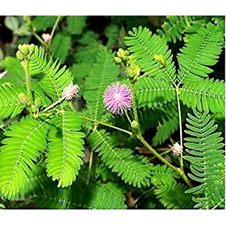 Buy Plantogallery Live Shami / Sami / Prosopis cineraria Lucky Plant