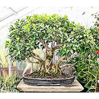                       Modern Plants Live Ficus Bonsai  21 Years  Old Fabulous Bonsai Plant With Pot                                              