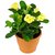 Modern Plants Live Euphorbia milii - Crown of Thorns Yellow Flower Plant With Pot - Indoor/outdoor Decorative Plant