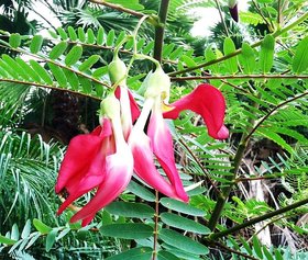 Modern Plants Live Red Agastya - Sesbania grandiflora - Agathi  Medicinal Plant With Pot