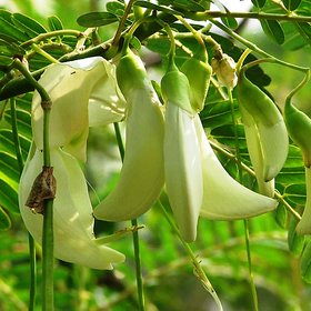 Modern Plants Live Yellow Agastya - Sesbania grandiflora - Agathi  Medicinal Plant With Pot