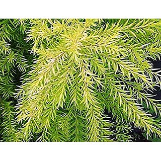                       Modern Plants Live Golden Bottle Brush Decorative Plant With Pot                                              