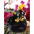 Ganesha Smoke Fountain with 10 back flow Cone Poly Resin Incense Holder Figurine Idol for Gift and Decoration (5 inch)