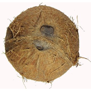                       Kapebonavista One Eye one Mouth Coconut Rare Item                                              