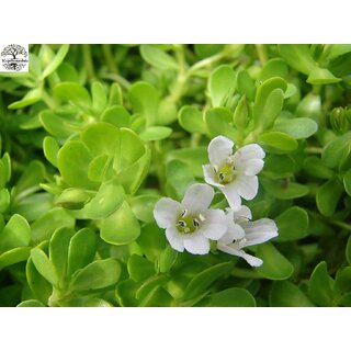                       Kapebonavista Brahmi bacopa monnieri sapling plant, monnier's bacopa, brahmisaka                                              