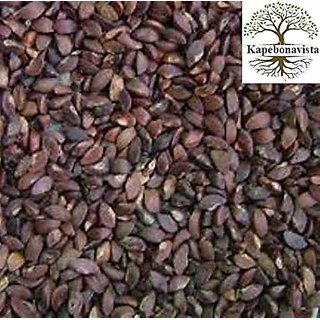                       Kapebonavista Amla Amalaki Nelli Indian Gooseberry Emblica Officinalis Phyllanthus Emblica Seed Beej 500g                                              