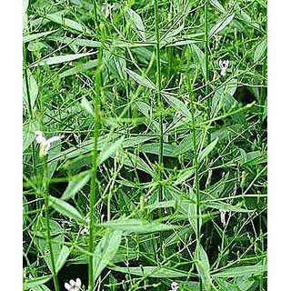 Kapebonavista andrographis paniculata six month plant, bhuinimba, green chirayta Kapebonavista andrographis paniculata six month plant, bhuinimba, green chirayta