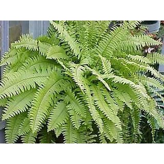                       nephrolepis Golden                                              