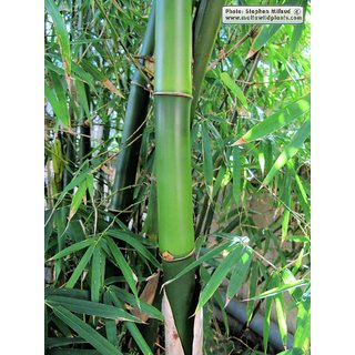                       bambusa vulgaris                                              