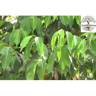                       Kapebonavista Jamun Java Plum Jam Jambolan Black Plum Syzygium Cumin Living Plant in Poly Bag                                              