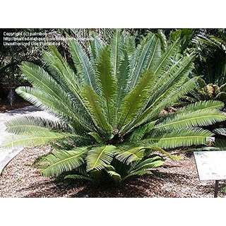                       Dioon Cycads                                              