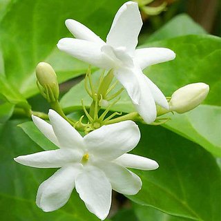                       jasminum grandiflorum                                              