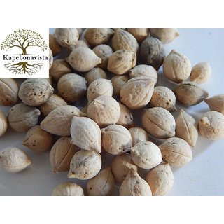 Kapebonavista Putrajeevak Seed Putrajivak Beej Jiyopota Putranjiva roxburghii 50 Seeds for Germination Kapebonavista Putrajeevak Seed Putrajivak Beej Jiyopota Putranjiva roxburghii 50 Seeds for Germination
