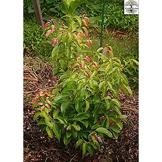 Kapebonavista Dalchini daalacheenee Darusita Dasini Chekka Cinnamon Cinnamomum zeylanicum Living Plant Kapebonavista Dalchini daalacheenee Darusita Dasini Chekka Cinnamon Cinnamomum zeylanicum Living Plant