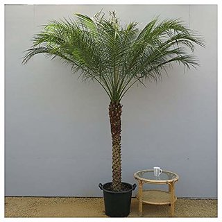                       Phoenix roebelenii                                              