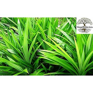 Kapebonavista Bai Toey Pandan Rambha Basmati Pandan Wangi Ramba Biriyani Ila Living Plant in Poly Bag Kapebonavista Bai Toey Pandan Rambha Basmati Pandan Wangi Ramba Biriyani Ila Living Plant in Poly Bag