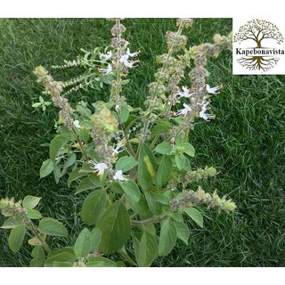 Kapebonavista Kapoor Holy Basil Kapoor Tulsi Basil Camphor Basil Ocimum kilimandscharicum Living Plant in Poly Bag