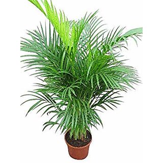                       chrysalidocarpus lutescens                                              