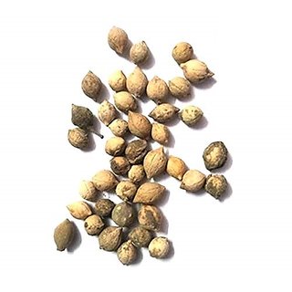                       Kapebonavista Putrajeevak Seed Putrajivak Beej Jiyopota Putranjiva roxburghii 50 Seeds for Germination                                              