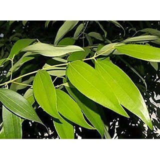                      Kapebonavista Rare Variety cinnamomum Tamala one Year Plant                                              