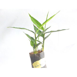                       Kapebonavista Choti Elaichi Green Cardamom True Cardamom Elettaria cardamomum Living Plant in Poly Bag                                              
