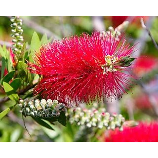                       callistemon lanceolatus Plant                                              