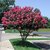 lagerstroemia Indica Plant