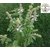 Kapebonavista Kapoor Holy Basil Kapoor Tulsi Basil Camphor Basil Ocimum kilimandscharicum Living Plant in Poly Bag